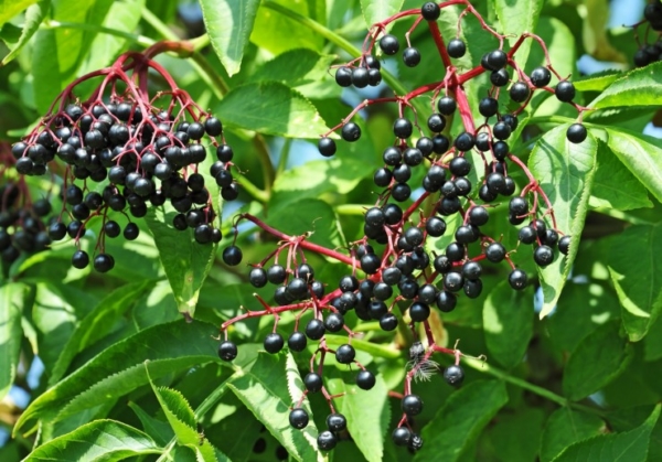 Is Elderberry The Flu Cure Your Kid Needs? | Elderberry Syrup and Kids